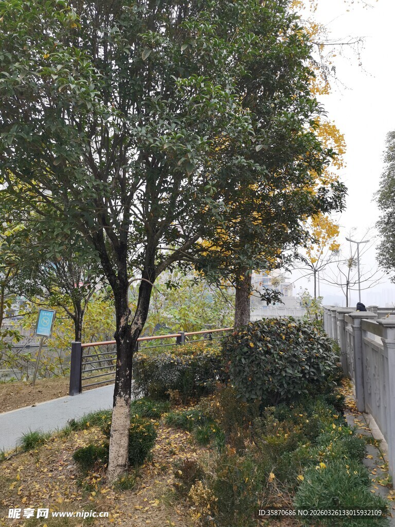 户外树木绿植景观一角