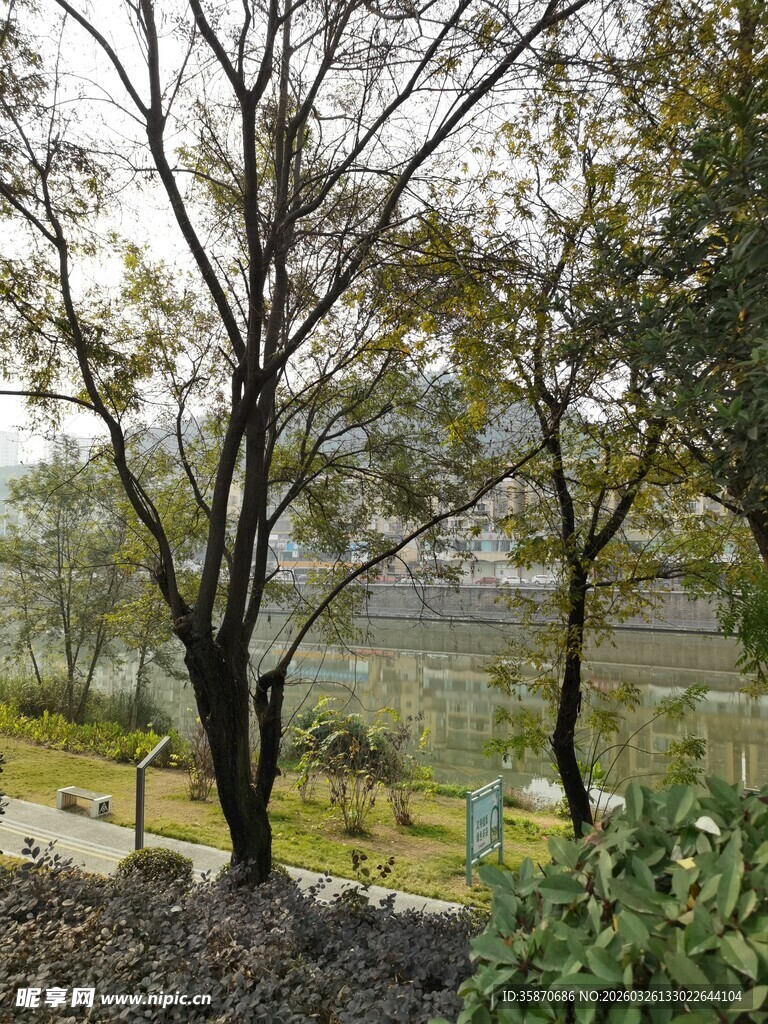 秋日园林中的光秃树木