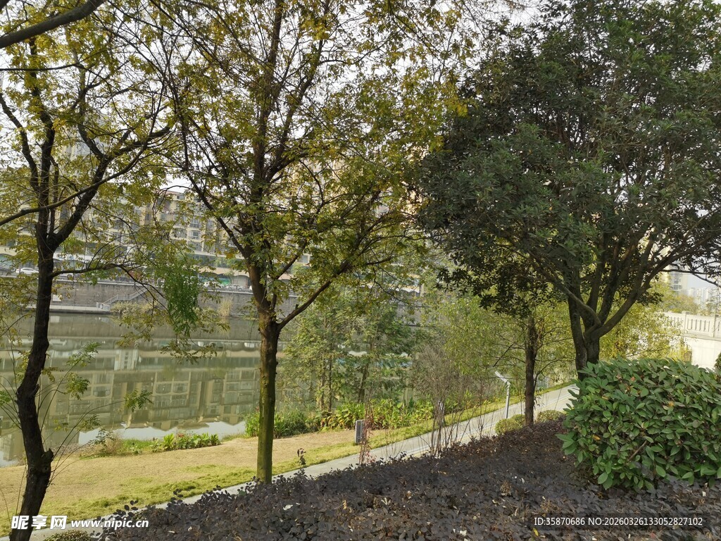 林荫小道静谧自然景致