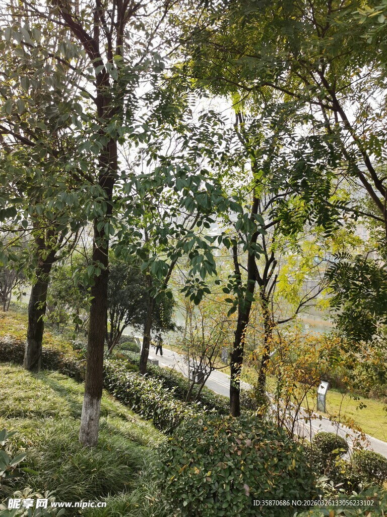 林间小道自然绿意景致