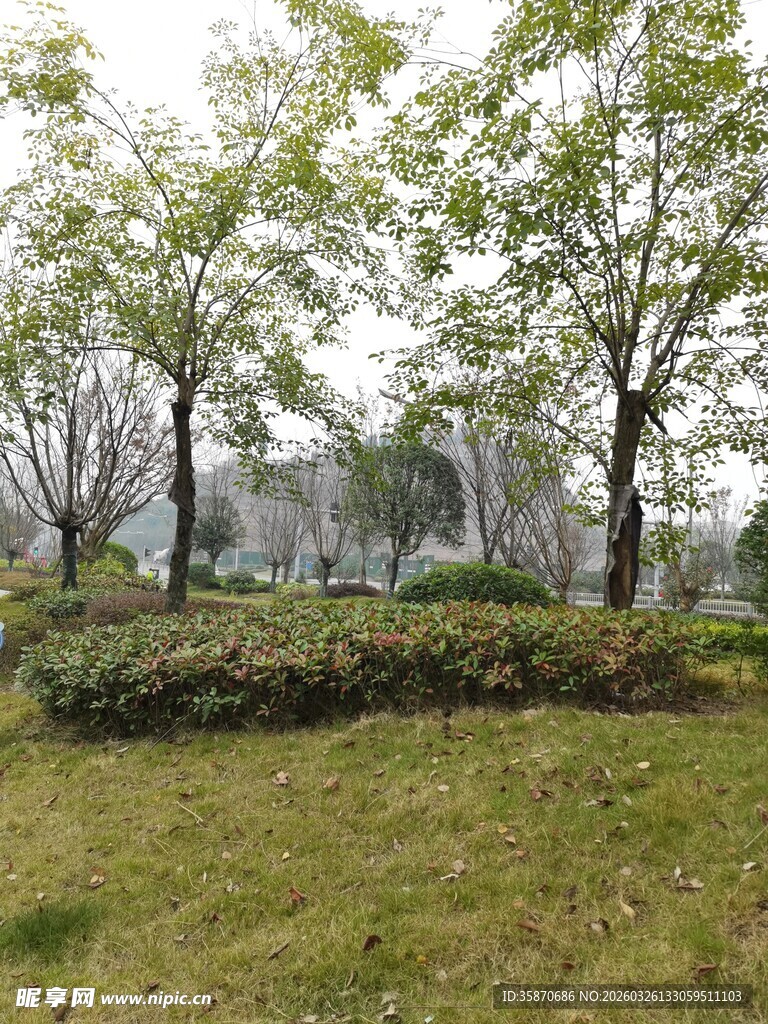 城市中的绿意景观