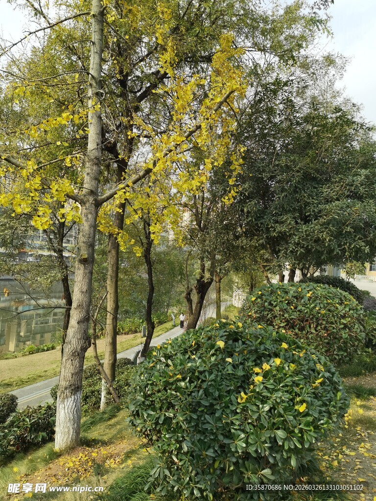 秋日林间景致