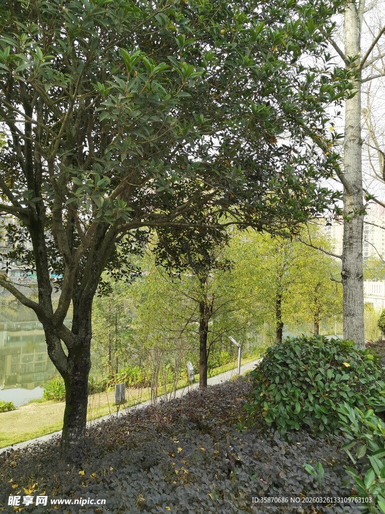 户外葱郁树木与绿植景观