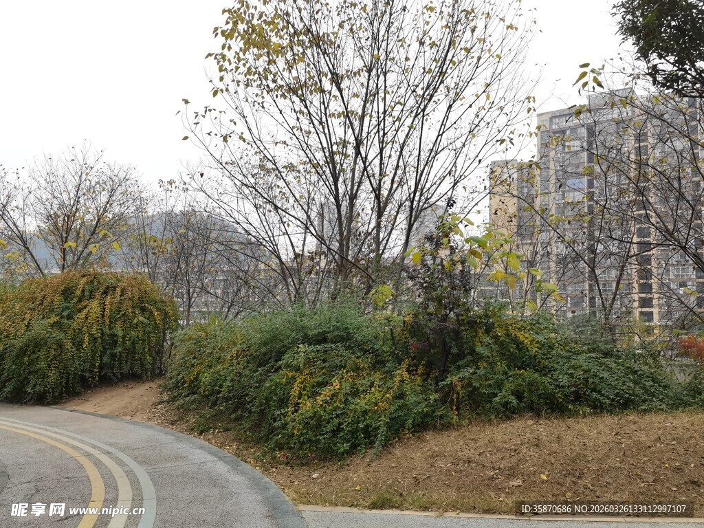 城市路边的绿植景观