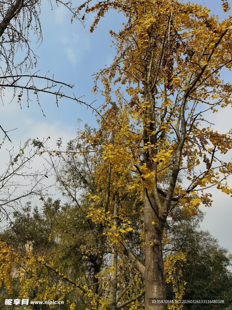 秋日金黄树叶的树木景观