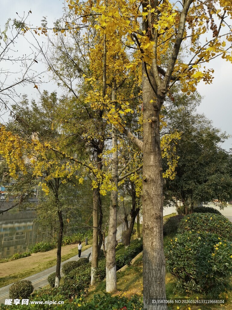 秋日林荫道美景