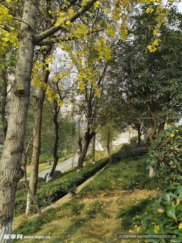 林间小径秋日静谧风光