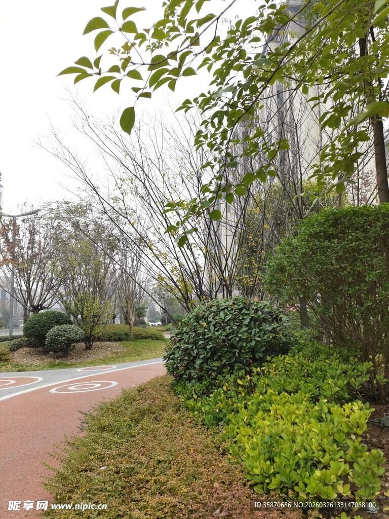 林间小径旁的绿植景观