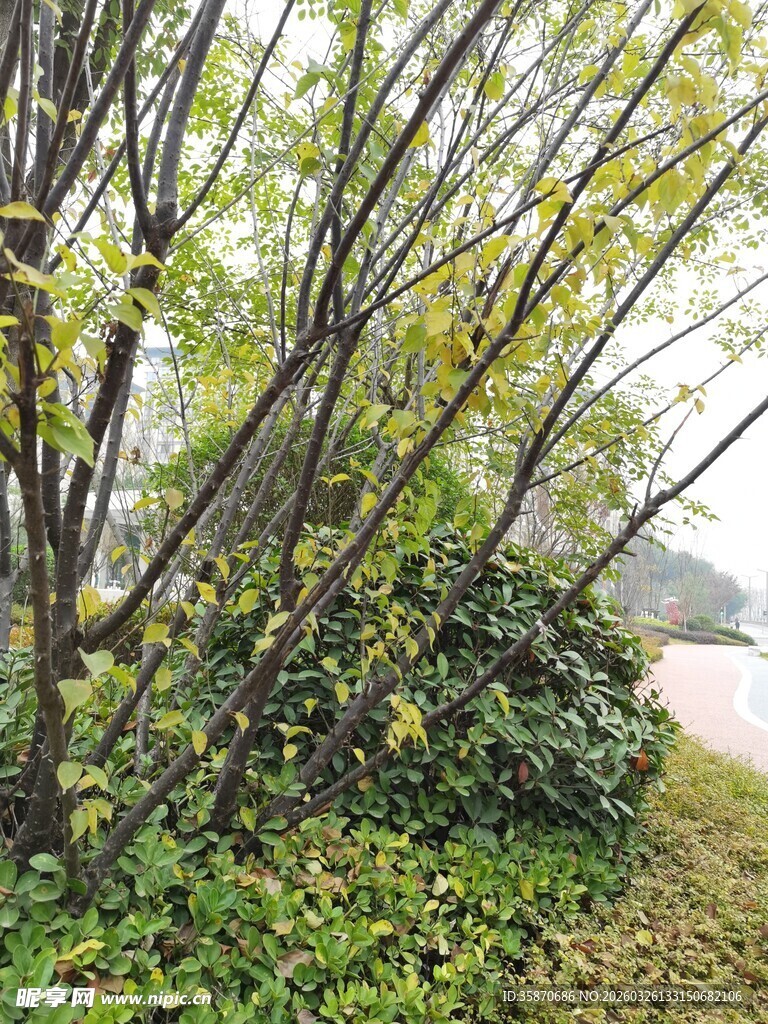 林间枝桠绿意盎然