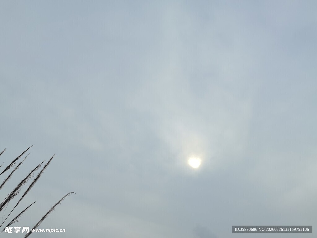 天空中的阳光与植物剪影