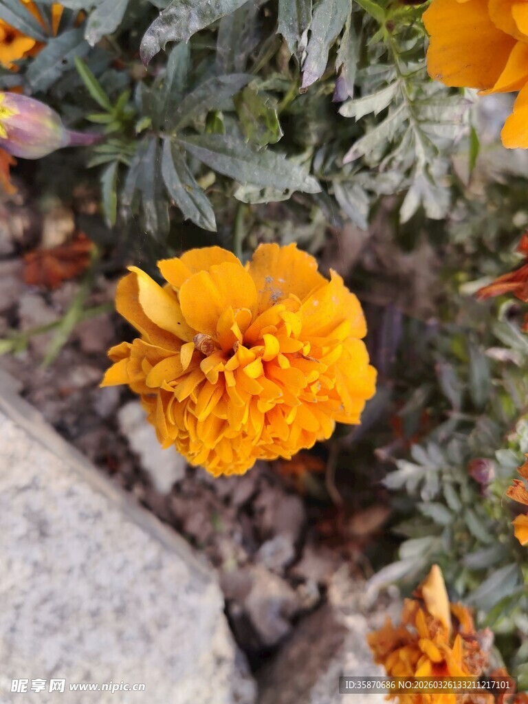 绽放的艳丽橙色万寿菊