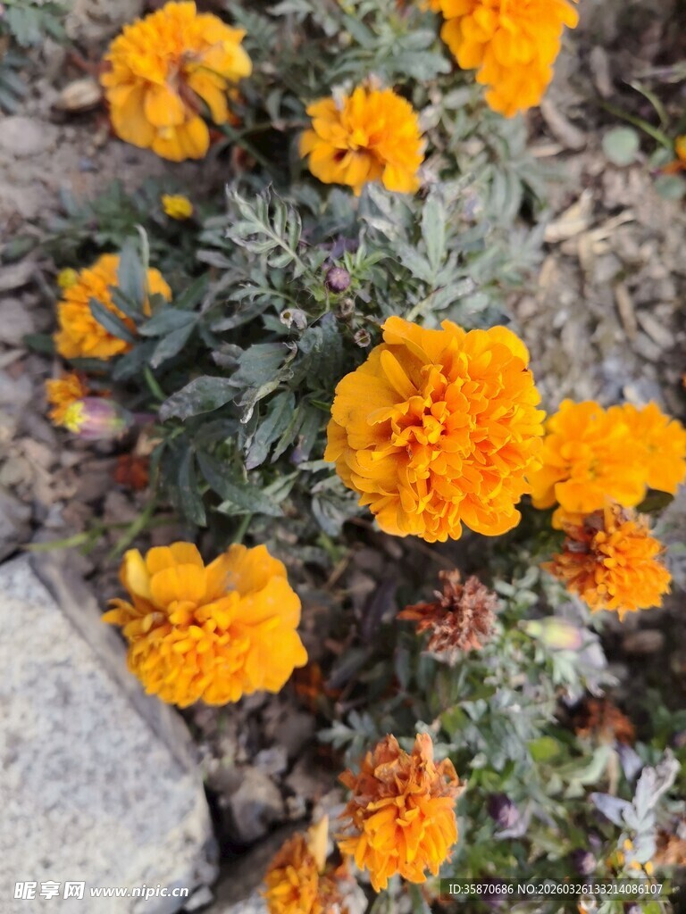 橙色万寿菊绽放于石旁