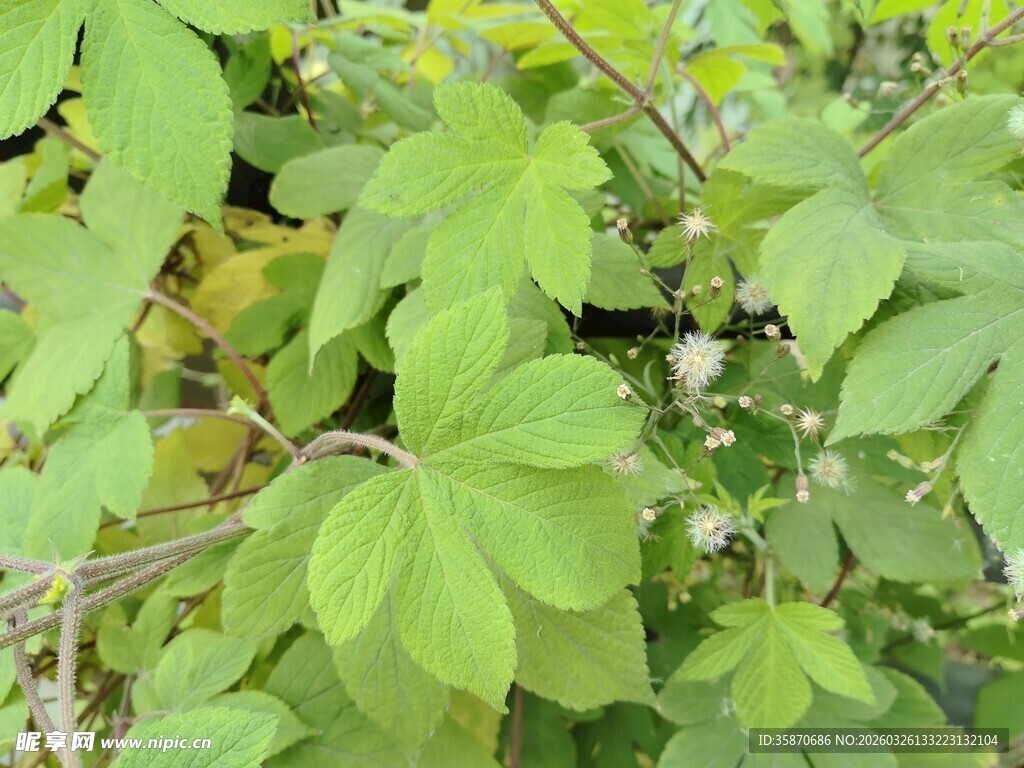 翠绿藤蔓植物叶片特写