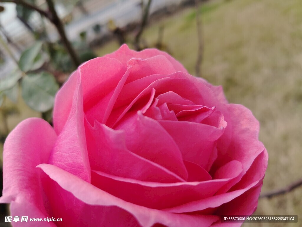 娇艳粉色玫瑰特写