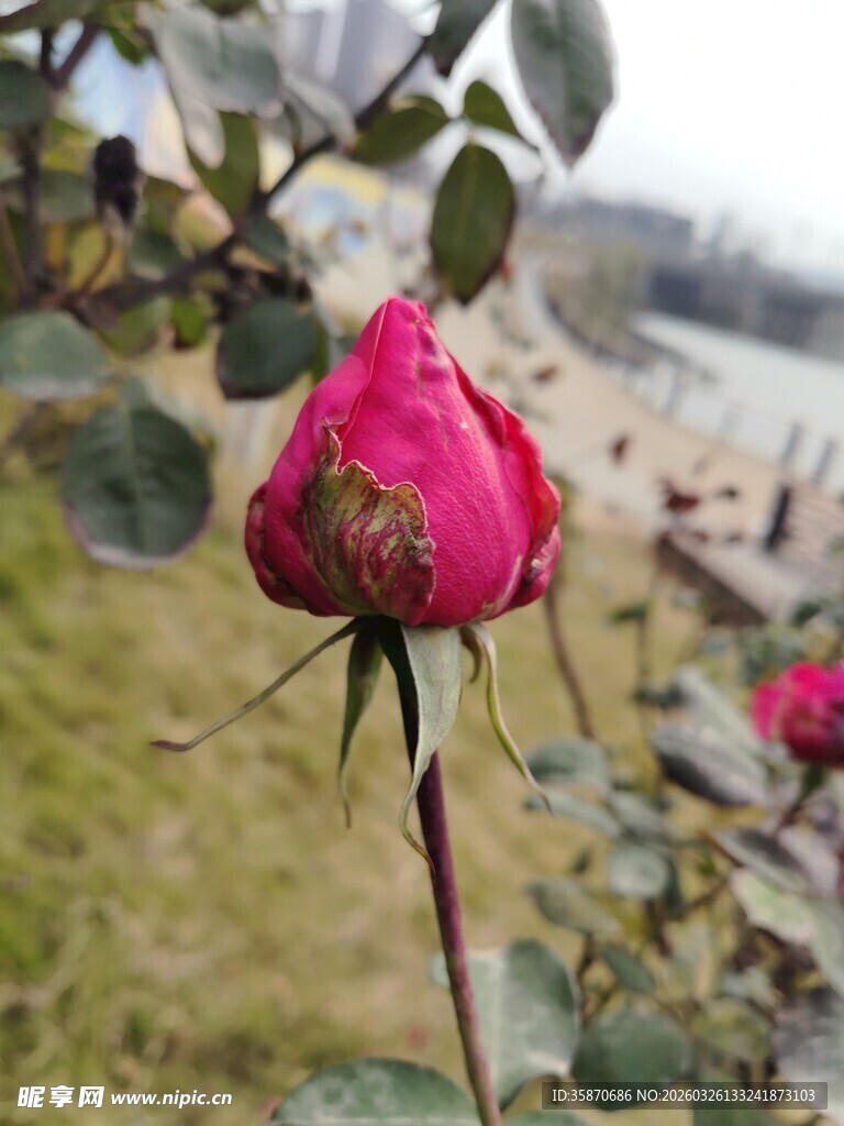 娇艳绽放的户外红玫瑰