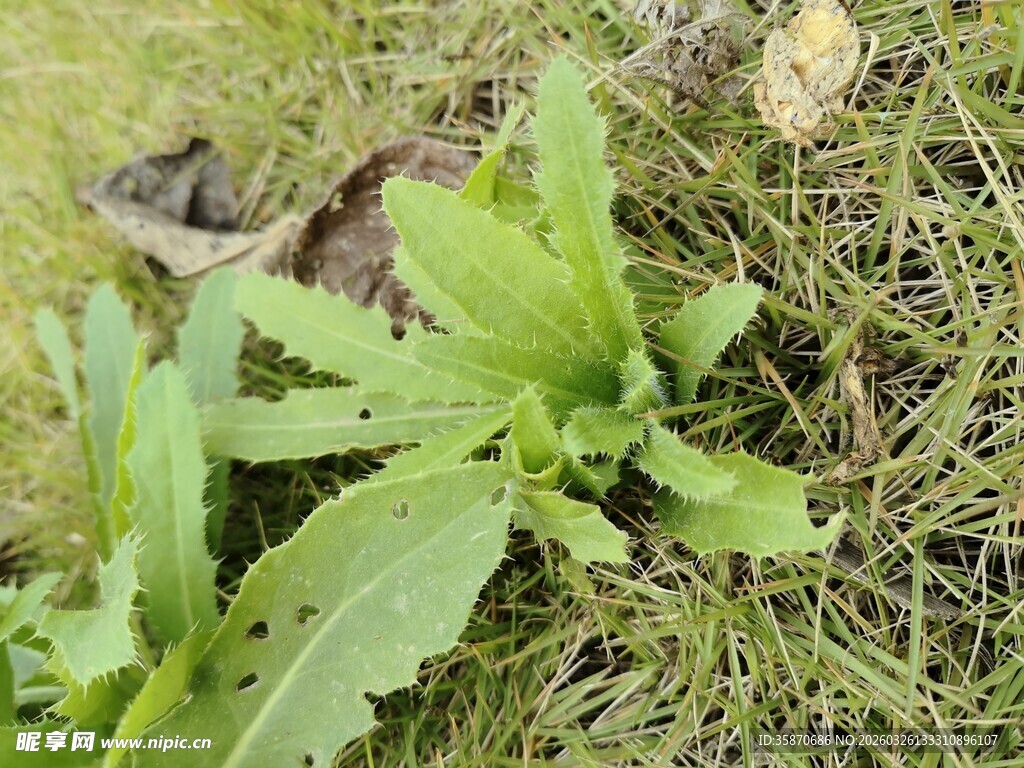 草地上的嫩绿植物