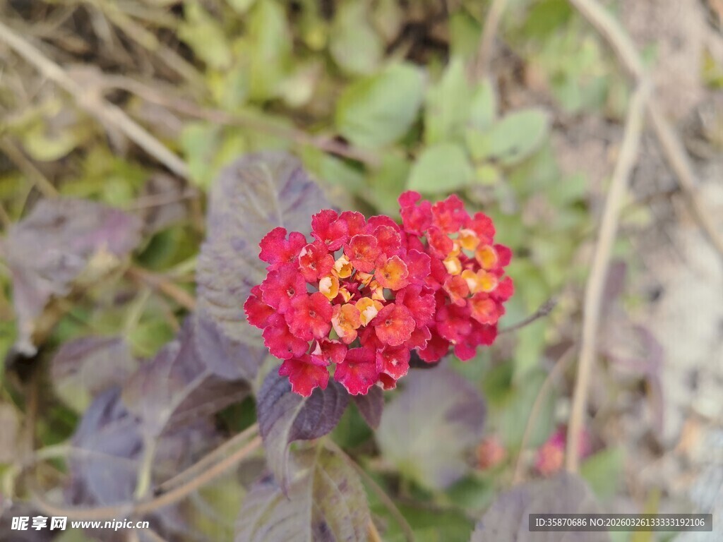 两朵艳丽红色花卉特写