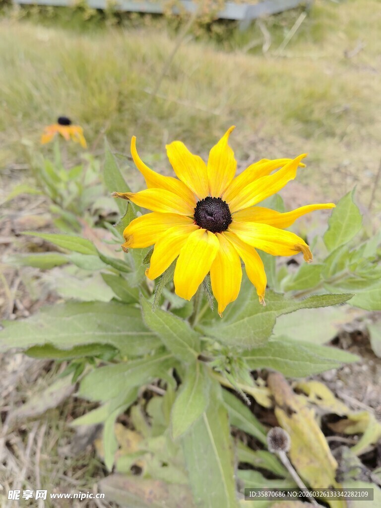田野中的黄色黑心金光菊
