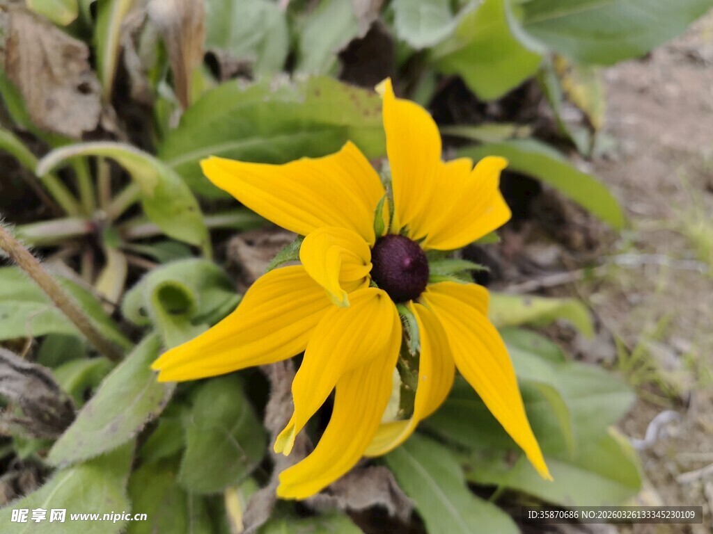黄色黑心菊特写