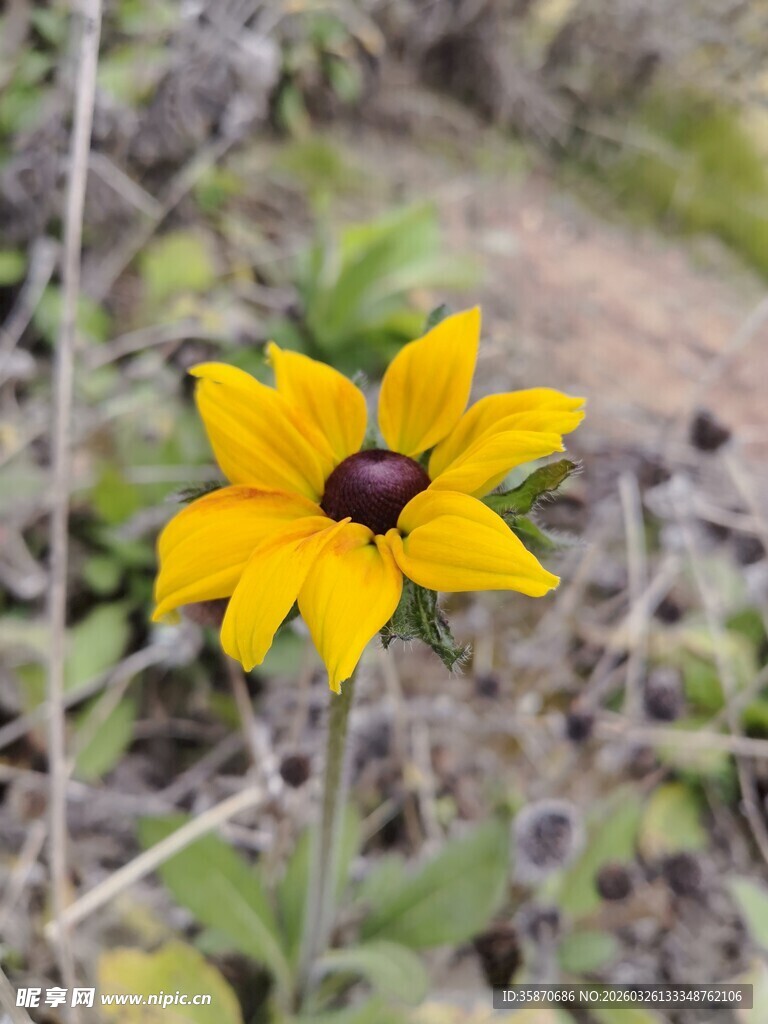 黄色黑心菊花卉特写