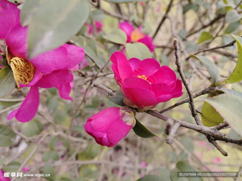 娇艳盛开的粉红色山茶花
