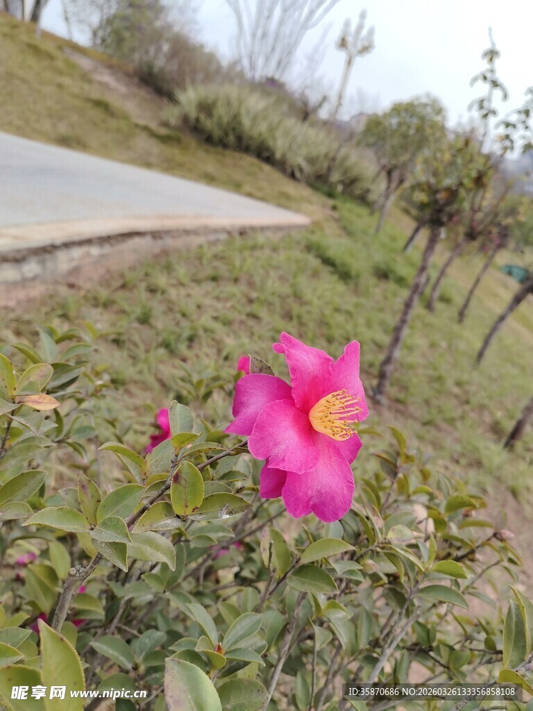 路边绽放的娇艳粉色花朵