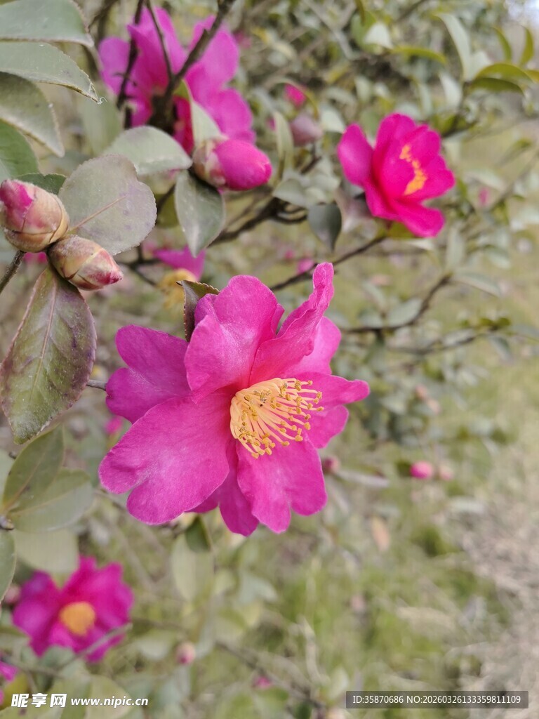 娇艳绽放的茶花朵朵