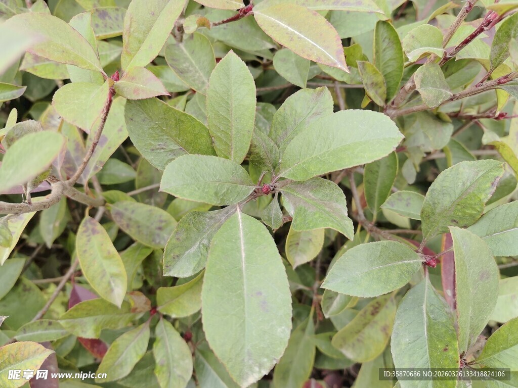 绿叶紫边植物特写