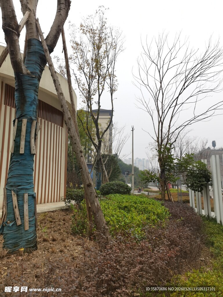 户外房屋旁的树木景观