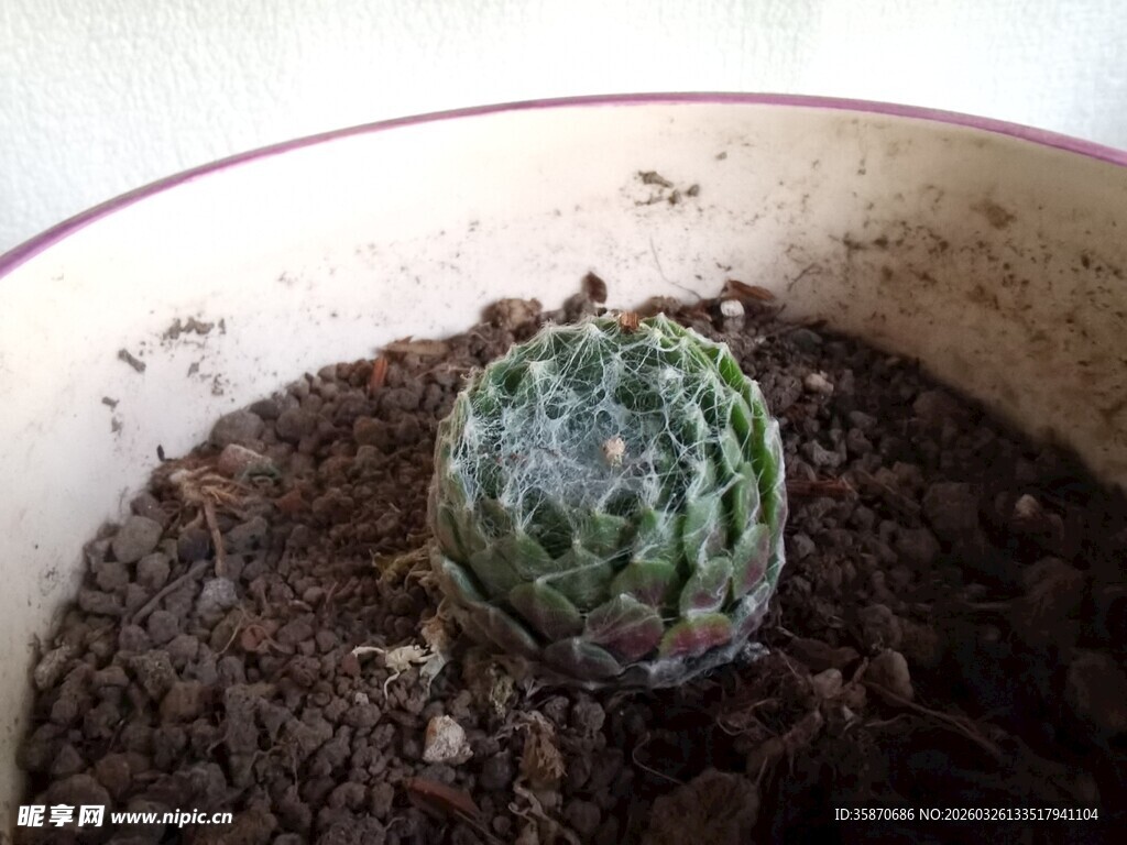 小巧仙人球置于花盆中