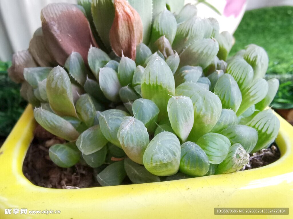 黄色花盆中的可爱多肉