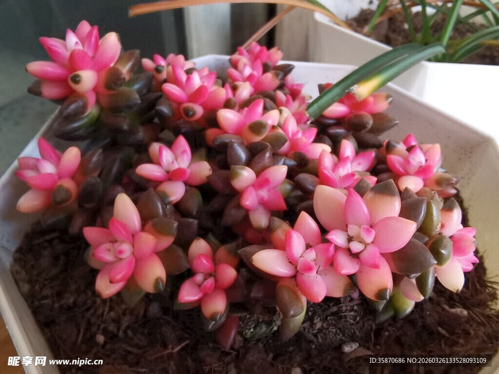 粉色盆栽小花绽放