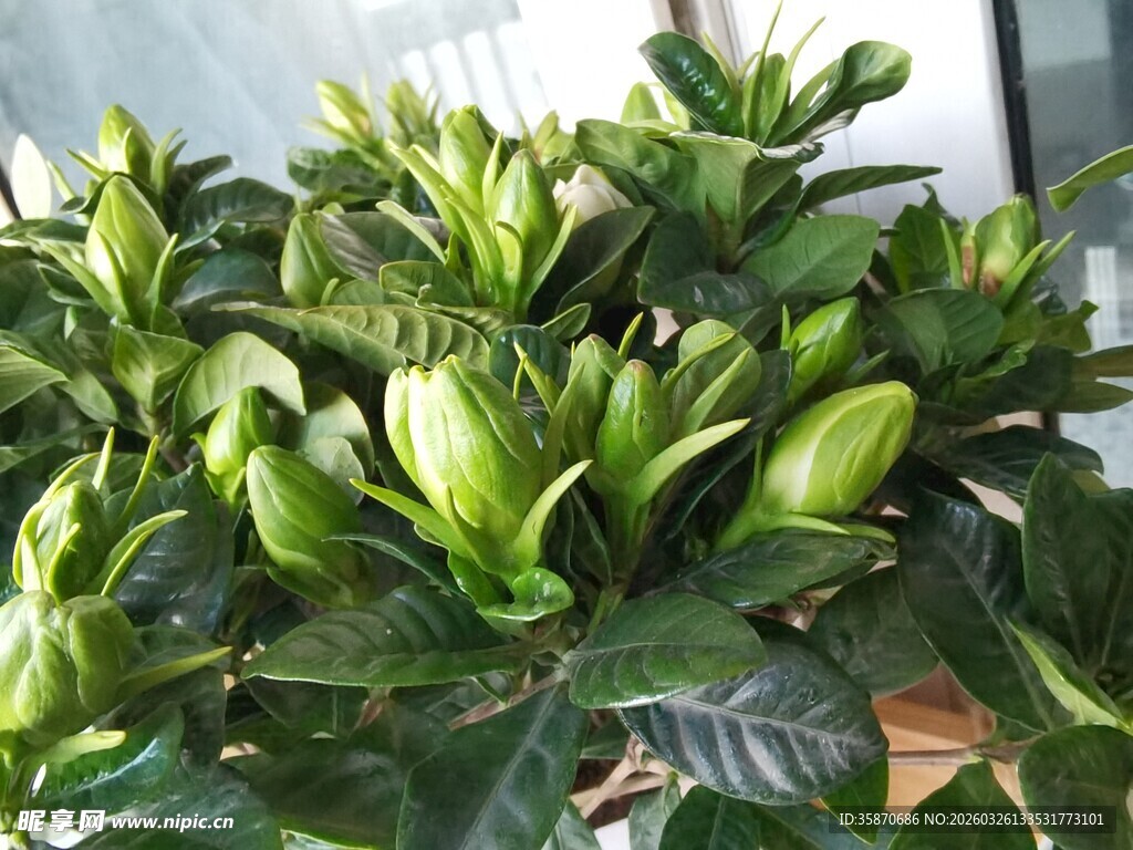 翠绿百合花苞待放