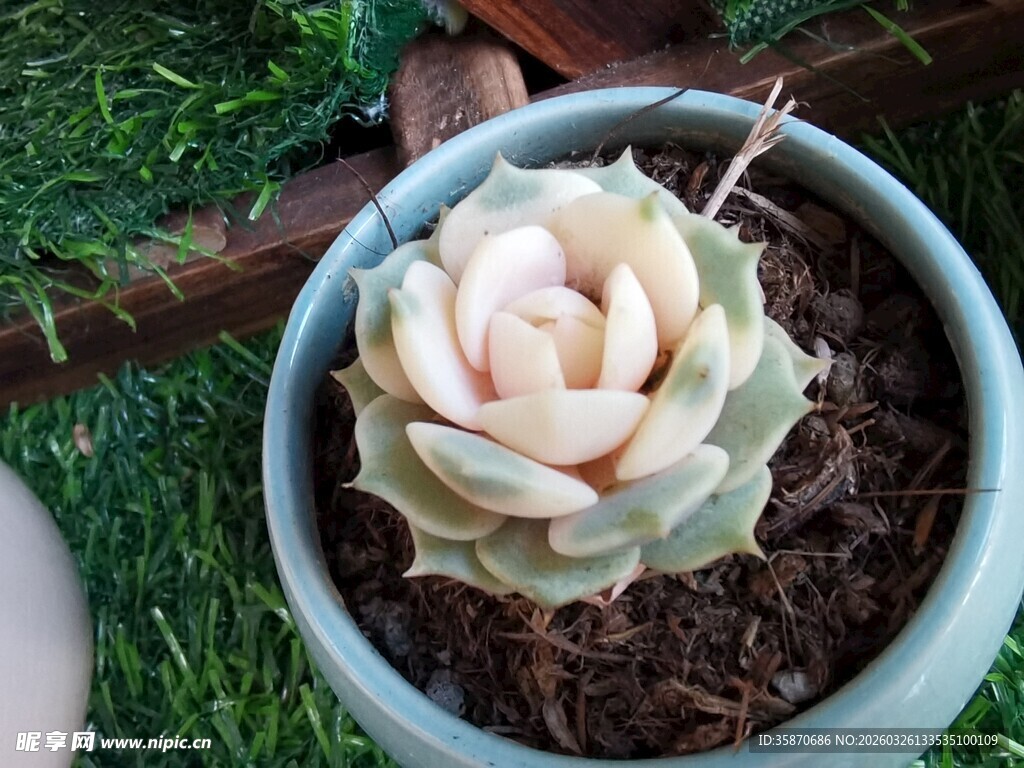 精致盆栽多肉植物特写