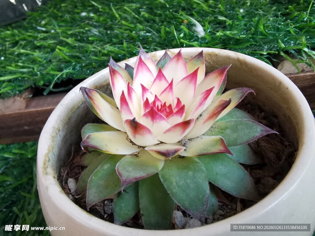 精致盆栽多肉植物绽放