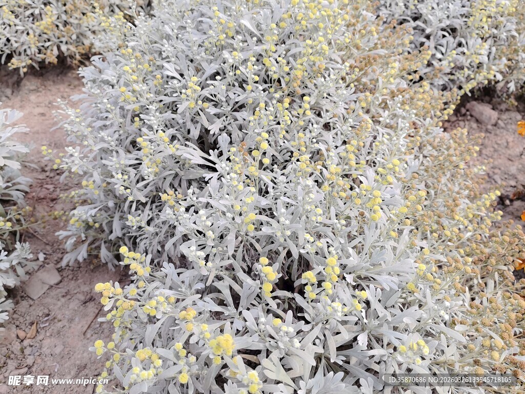 地面生长的灰绿带花植物