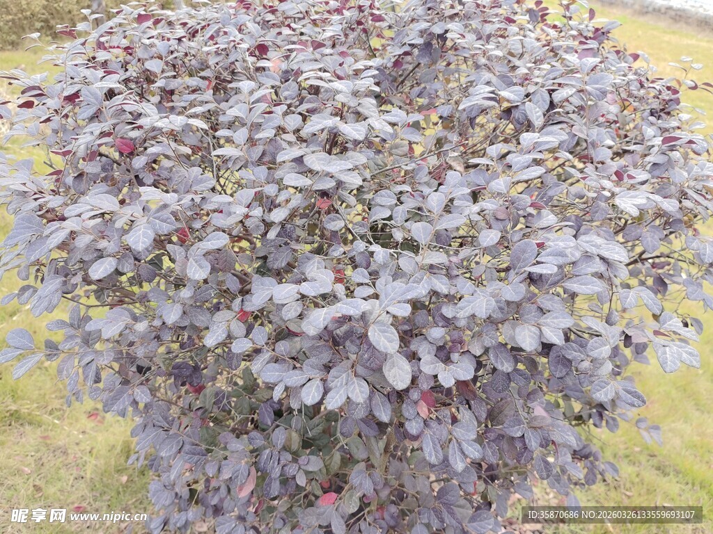 紫叶小檗植物特写