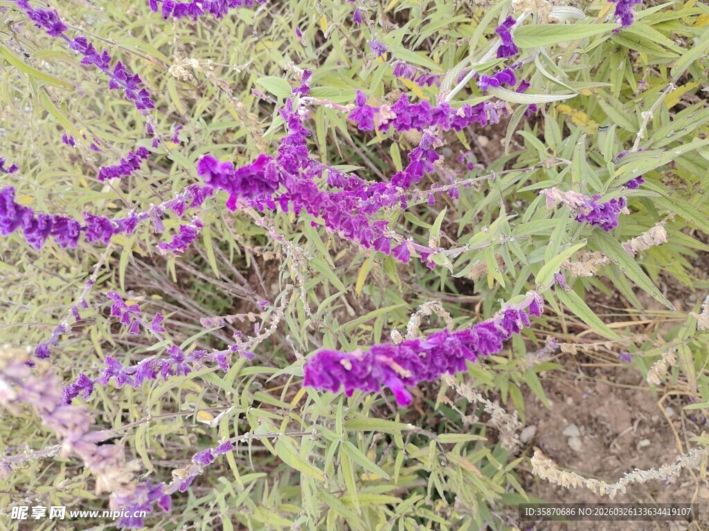 紫色花丛绽放生机