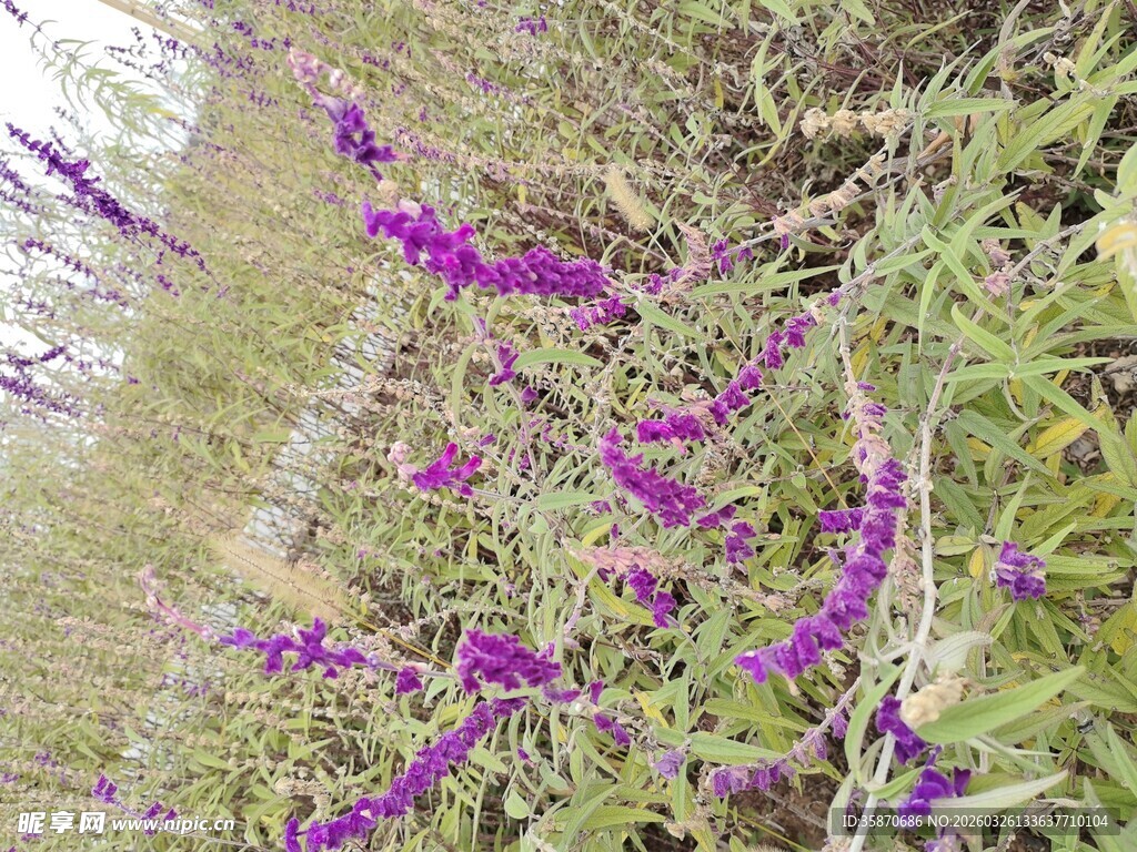 紫色花卉绽放于草丛间
