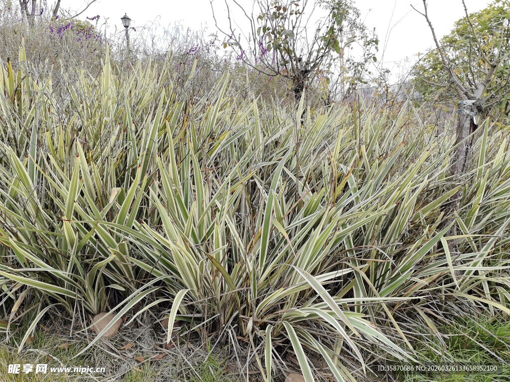 野外丛生的剑麻植物