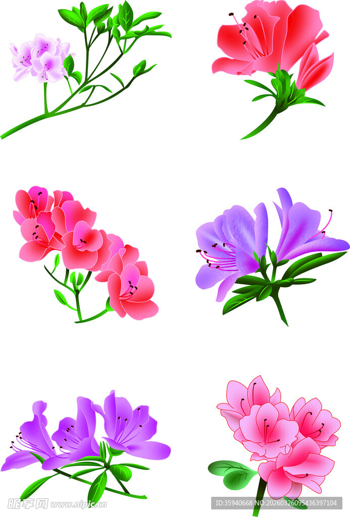 多彩杜鹃花插画素材