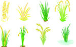 手绘水稻清新植物插画集合