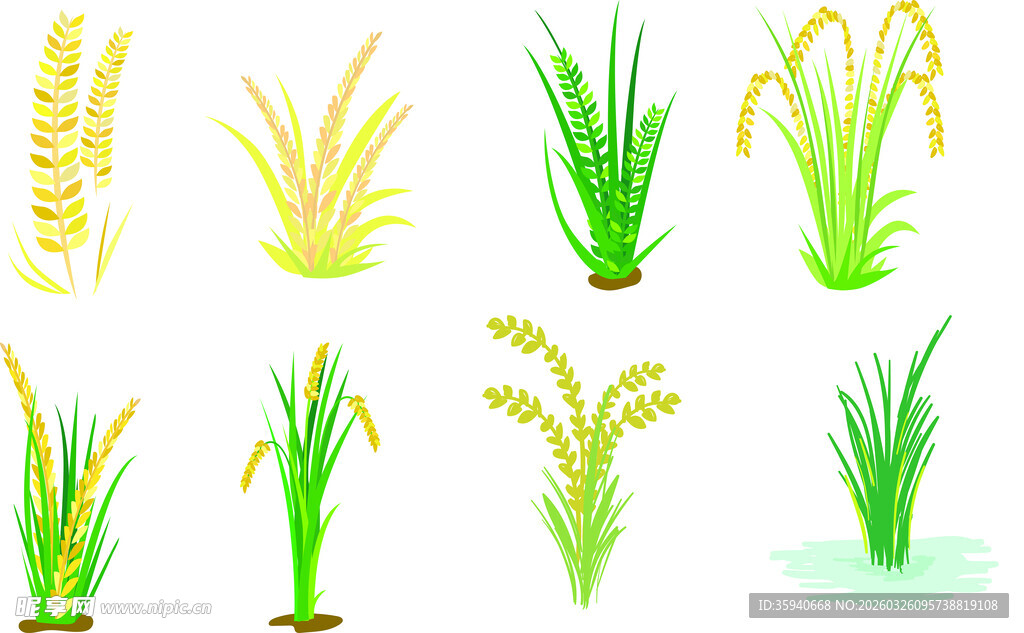 手绘水稻清新植物插画集合