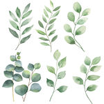 N清新水彩风绿色桉树叶插画