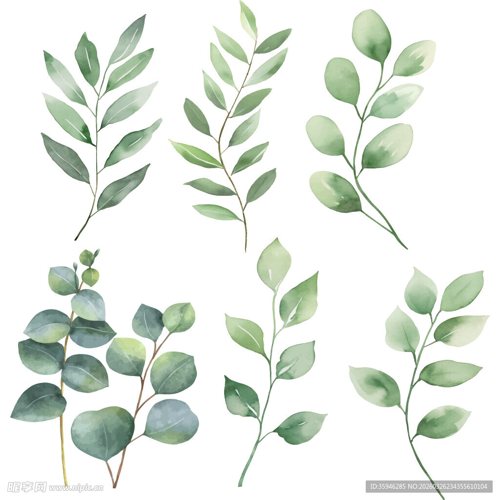 N清新水彩风绿色桉树叶插画