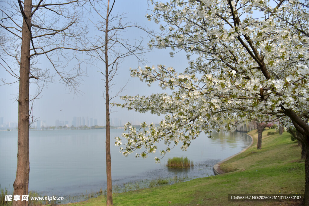 湖畔繁花绿树春日美景