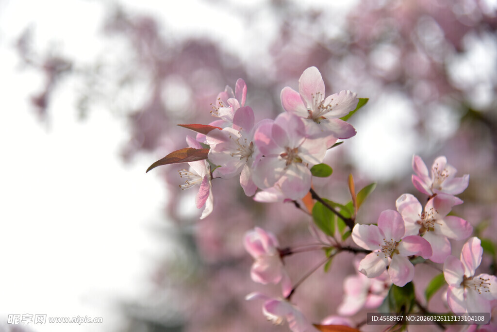 绽放的粉色烂漫花枝
