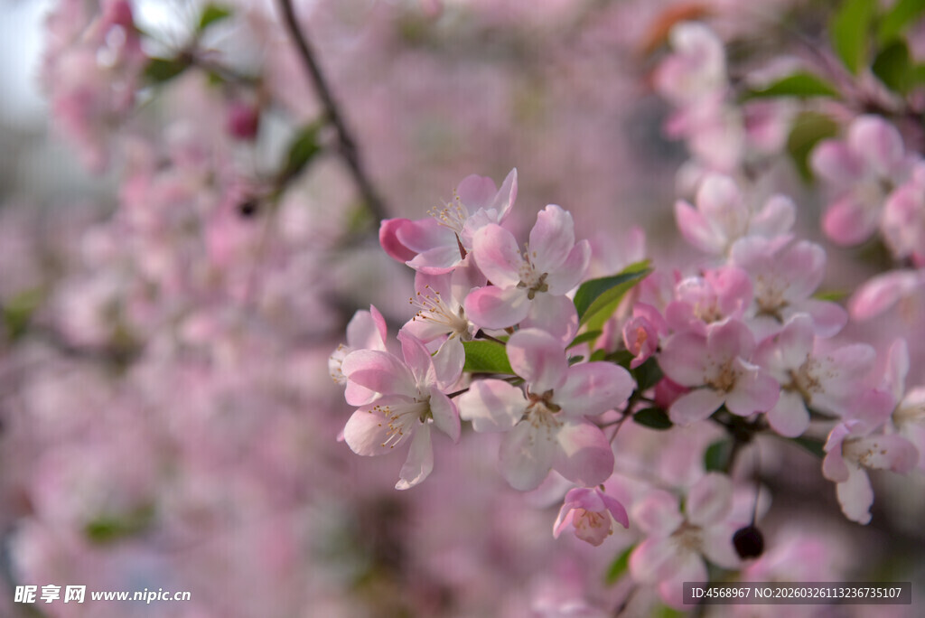 粉嫩繁花绽放枝头