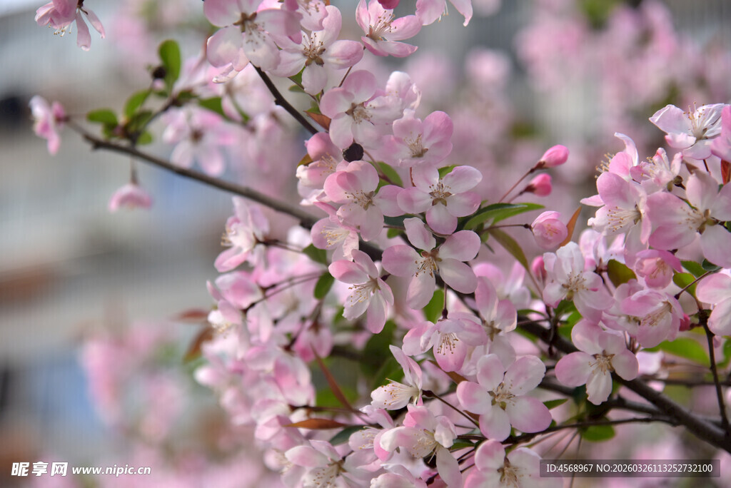 枝头绽放的粉嫩垂丝海棠