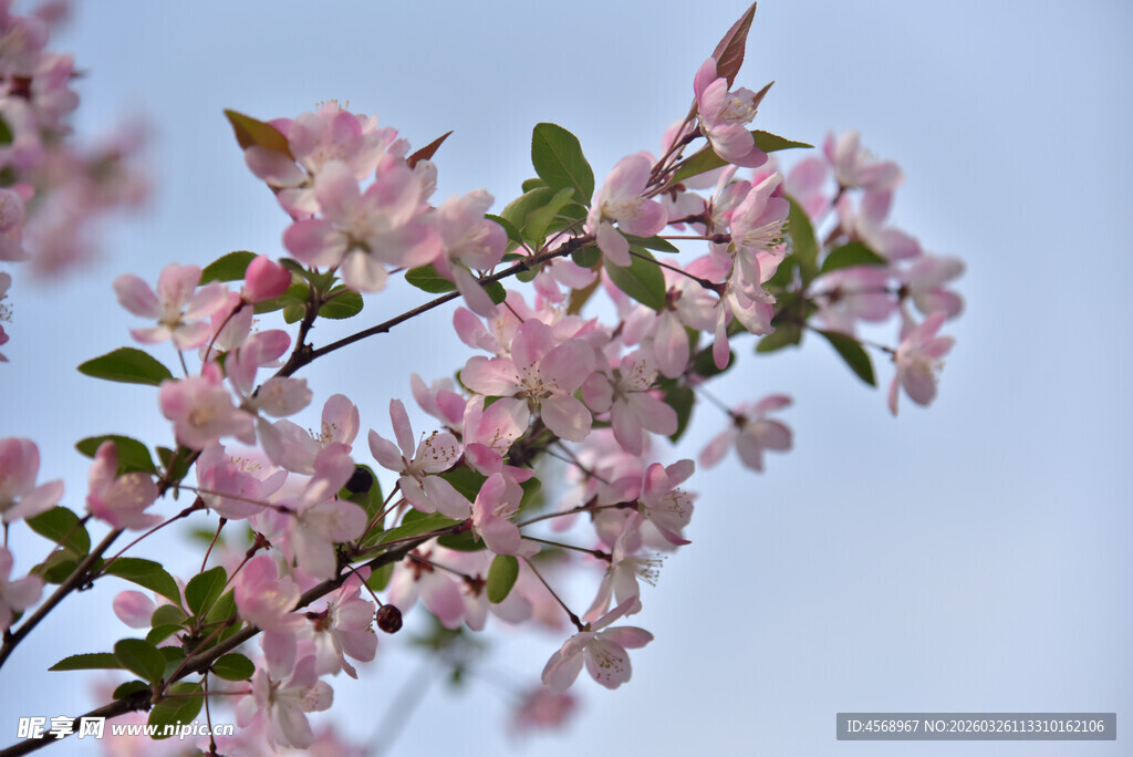 枝头绽放的粉嫩垂丝海棠
